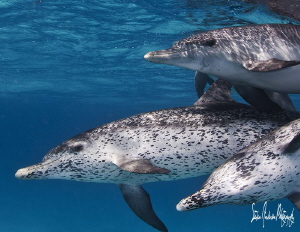 Happy Dolphins over the white sands of the Dolphin Ground... by Steven Anderson 